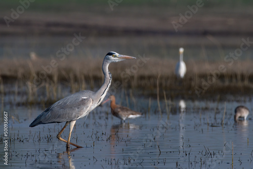 Photography Grey heron (Ardea cinerea) photographed at Bhigwan in Maharashtra, India