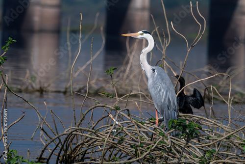 Photography Grey heron (Ardea cinerea) photographed at Bhigwan in Maharashtra, India