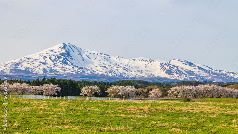 Fototapeta premium 牧場の桜と冠雪した鳥海山