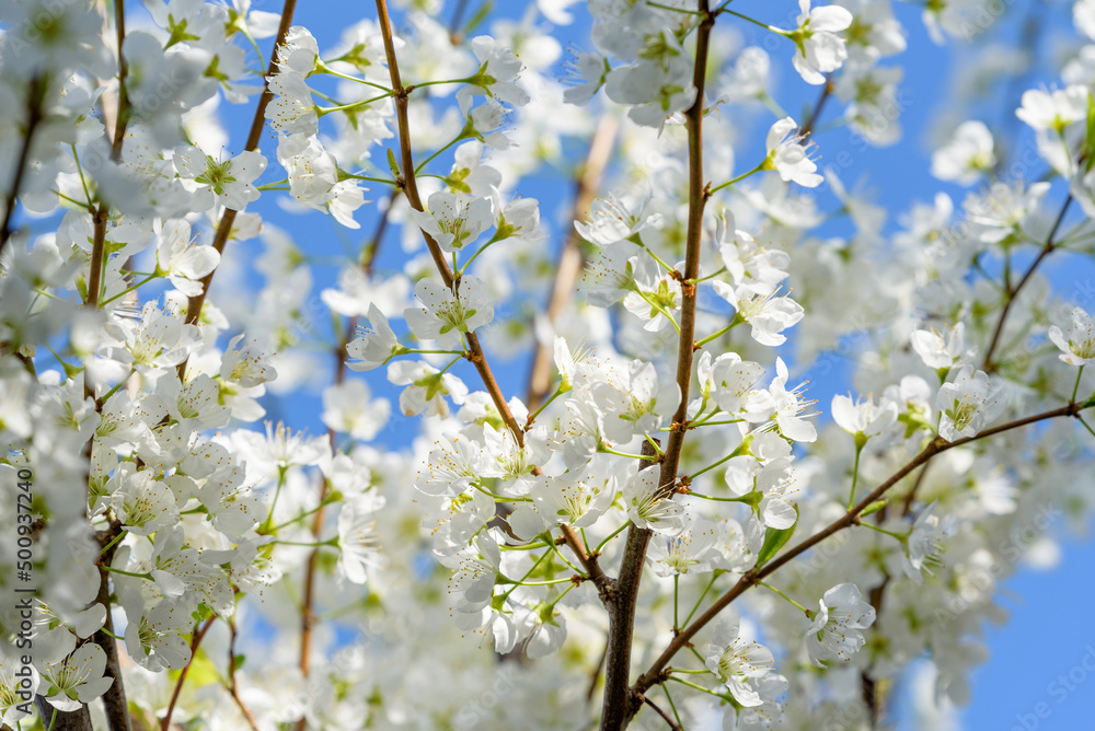 White plum blossoms in full bloom White plum blossoms in full bloom