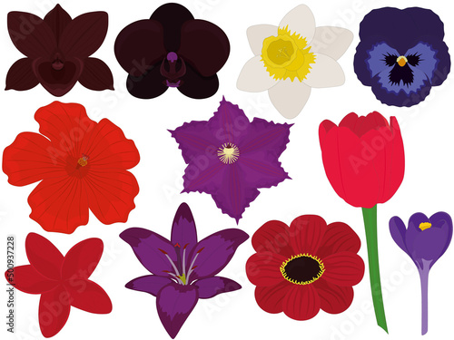 Various bright beautiful flowers collection vector illustration