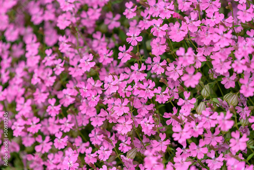 Pink flowers of the Silene pendula