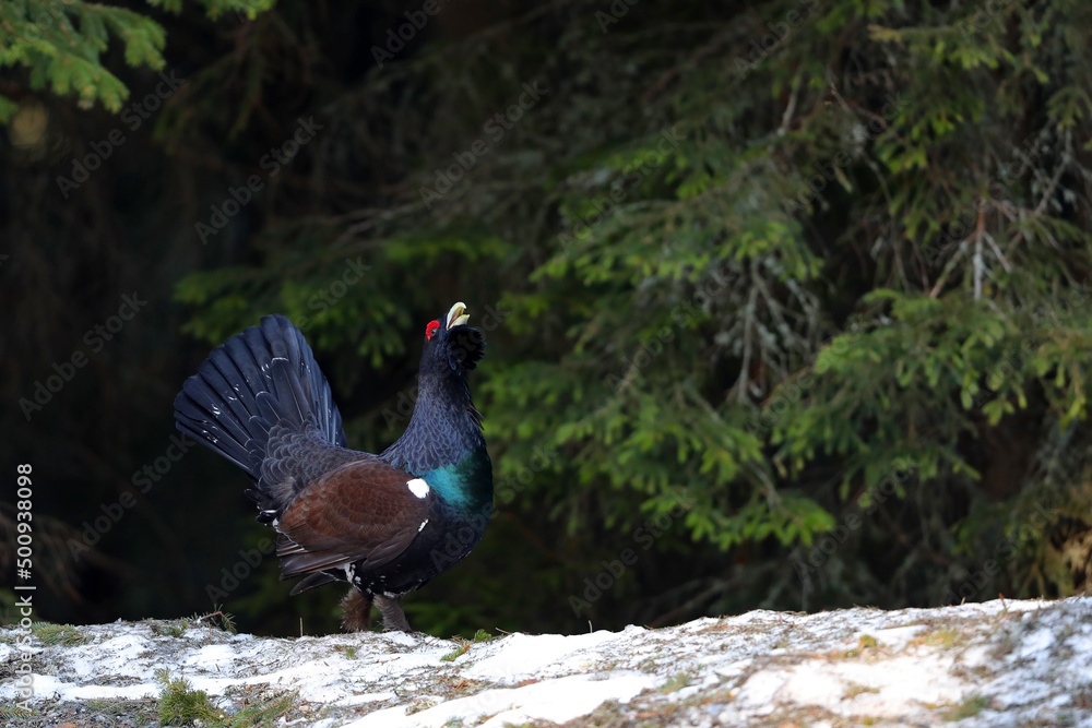 Western capercaillie (Tetrao urogallus) displaying in the wild area of the Carpathian Mountains during their lekking season. 