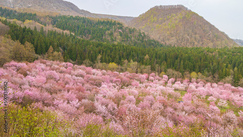福島県　桜峠　春の絶景