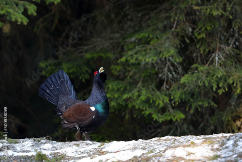 Western capercaillie (Tetrao urogallus) displaying in the wild area of the Carpathian Mountains during their lekking season. 
