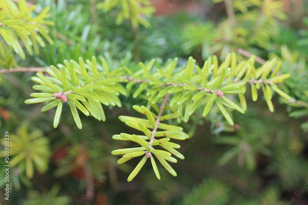 Abies koreana Kusang namu JODŁA KOREAŃSKA Blue Emperor niebieskie szyszki Abies koreana Kusang namu JODŁA KOREAŃSKA Blue Emperor niebieskie szyszki