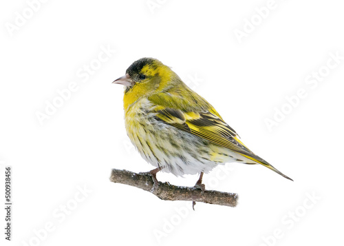 Male Eurasian siskin (Spinus spinus) isolated on a white background, no shadows, clipping path. Bird isolate on a white background. Element for design, ornithology and wildlife concept.