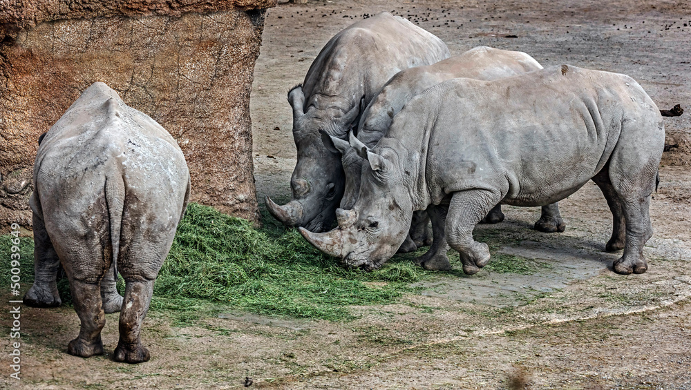 Fototapeta premium Three african rhinoceroses eating hay. Latin name - Diceros bicornis 