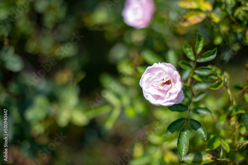 Photo of rose in park. Blurred background.