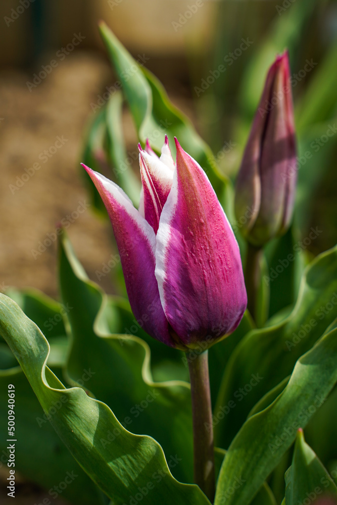 Beautiful, single, purple and white lily flowered tulip growing in a flower garden outdoors. Beautiful, single, purple and white lily flowered tulip growing in a flower garden outdoors.