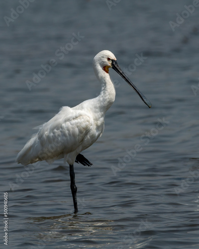 Eurasian spoonbills (Platalea leucorodia), or common spoonbills spotted at Bhigwan in Maharashtra, India © Mihir Joshi