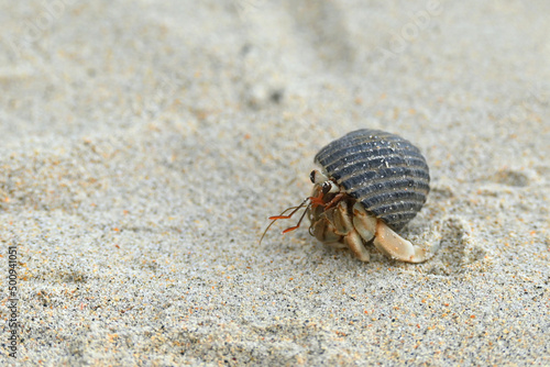 A nearly extinct animal  hermit crab  in a black shell walking on a beautiful white sand beach.