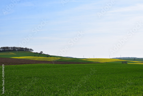 grüne und gelbe Felder im Frühling, Eifellandschaft  © Markus Volk