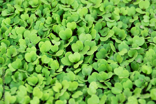 Young arugula sprouts, agricultural, farming concept. Green leafy background