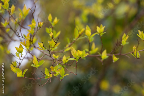close-up of branches of trees and shrubs with buds and first leaves in spring. The concept is a new life. © Anna