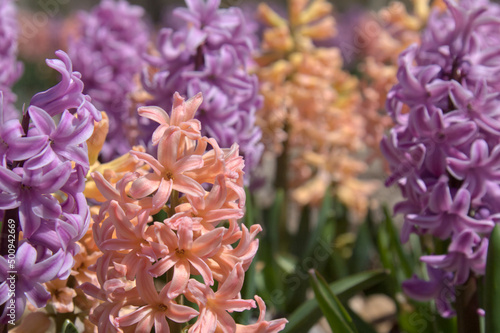 Close up of a pink Hyacinth  in spiring.