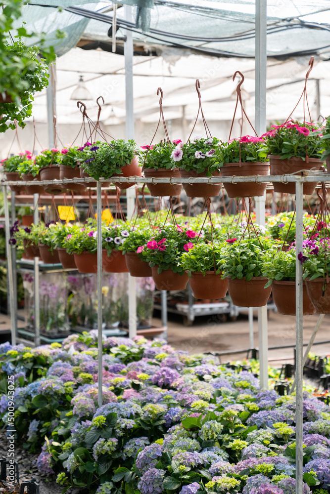 Fototapeta premium Blooming season in greenhouse with rows of flowers in blossom and pots with plants hang on racks. Growing greenery for indoor and outdoor decoration. Gardening industry and hothouse business concept