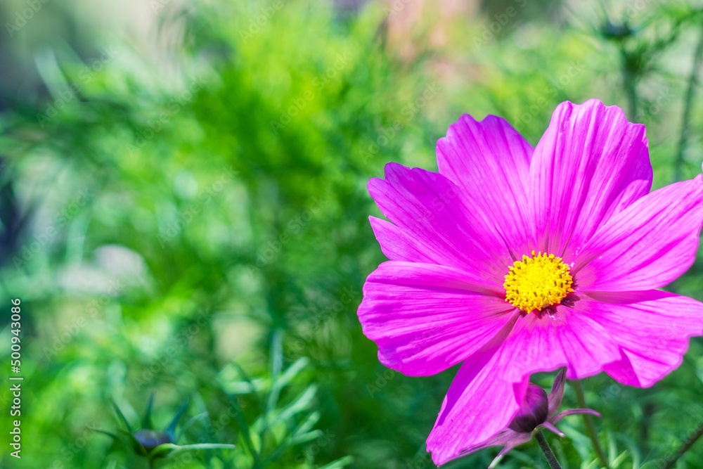 Fototapeta premium Cosmos pink flower (sunflower family) bright pink green colors
