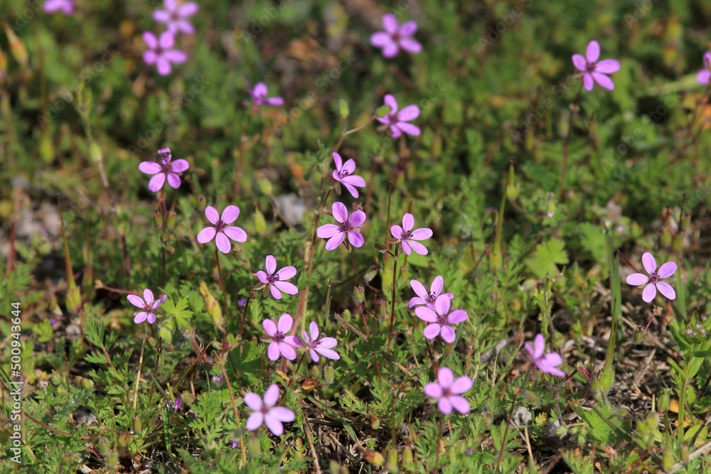 Pink Erodium cicutarium flowers in the park in spring Pink Erodium cicutarium flowers in the park in spring