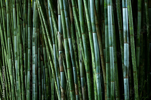 Fototapeta Naklejka Na Ścianę i Meble -  Tropical Blue Bamboo tree stalks (Bambusa chungii) - stock photo