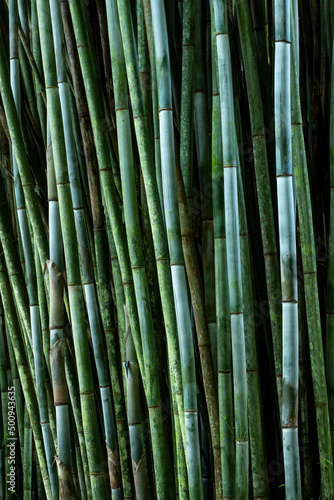 Tropical Blue Bamboo tree stalks (Bambusa chungii) - stock photo