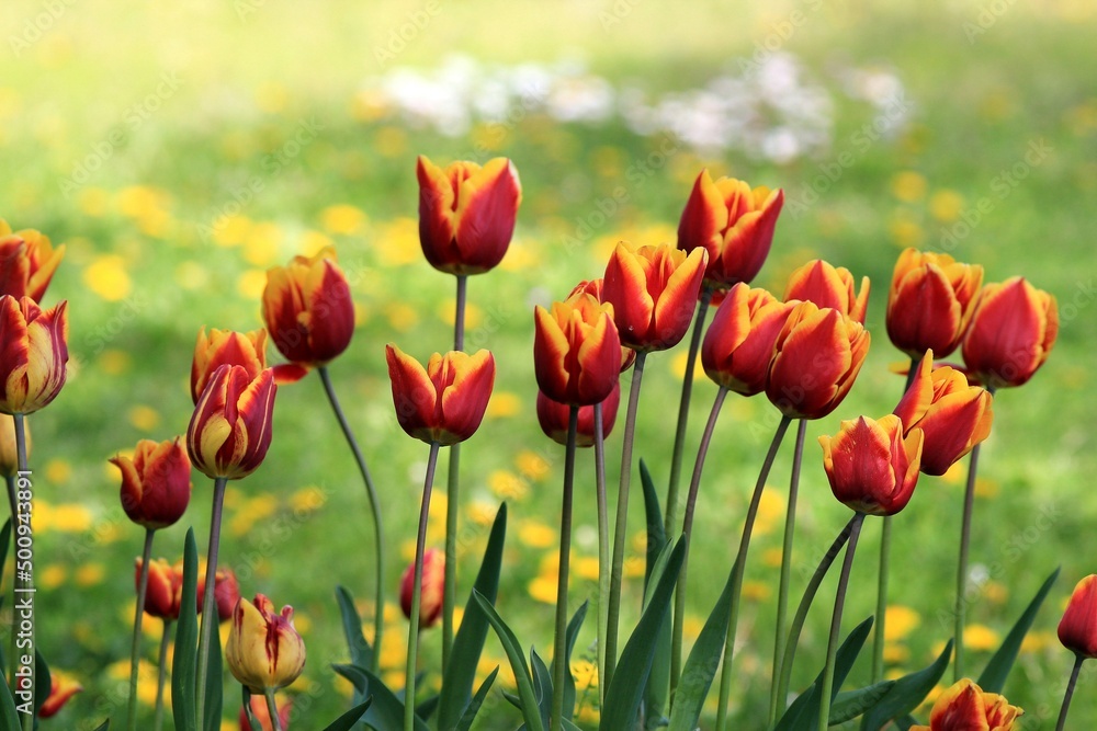 Red and yellow tulips on a blurry background in the garden Red and yellow tulips on a blurry background in the garden
