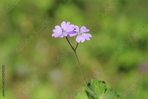 Pink Geranium pyrenaicum flowers on a blurry background in the park in spring
