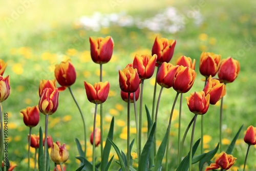 Red and yellow tulips on a blurry background in the garden
