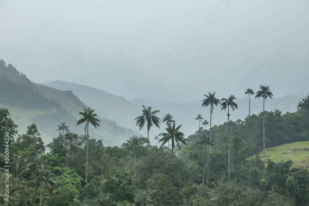 Rainy day in one of the many valleys of wax palm forests near Salento, Quindio region, Colombia