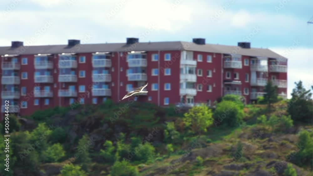 Panning Slow Motion Shot Of Seagull Flying On Sunny Day - Stockholm, Sweden Panning Slow Motion Shot Of Seagull Flying On Sunny Day - Stockholm, Sweden