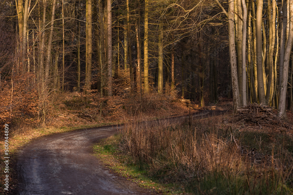 In winter, a picturesque field path winds its way deeper into the forest In winter, a picturesque field path winds its way deeper into the forest