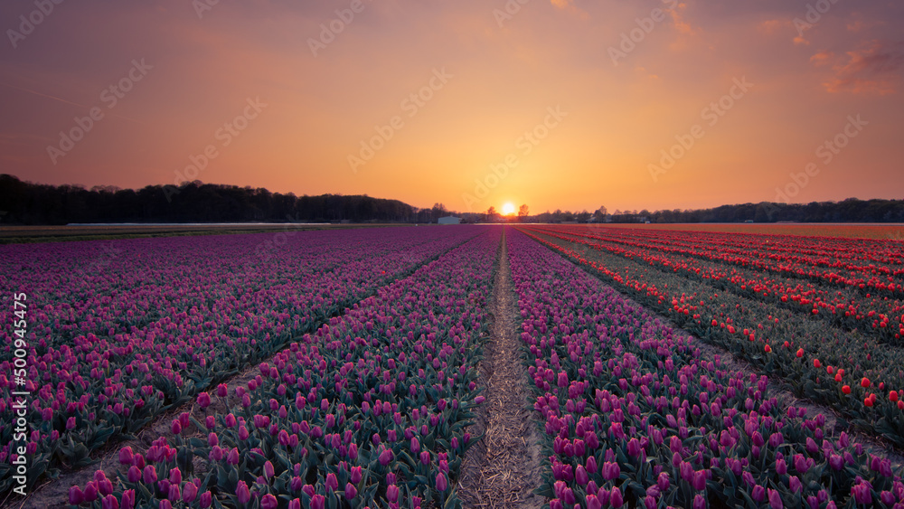 Sonnenuntergang Tulpenfeld pink