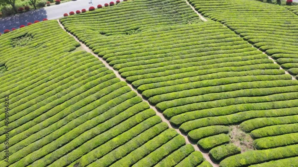 tea plantation in mountain