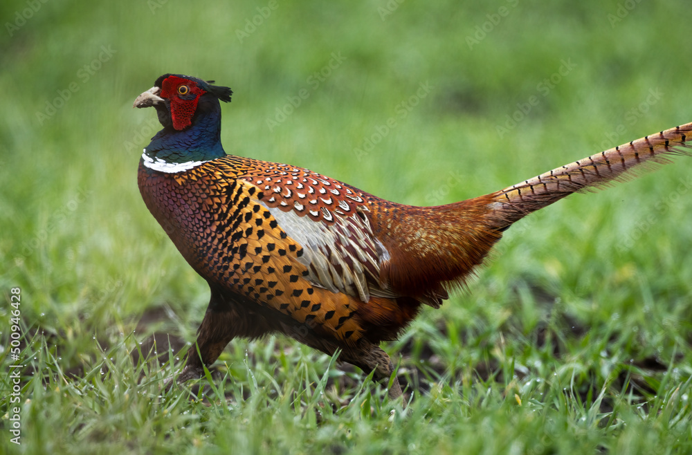 Fototapeta premium Pheasant male walking in the grass close up portrait Phasianus colchicus