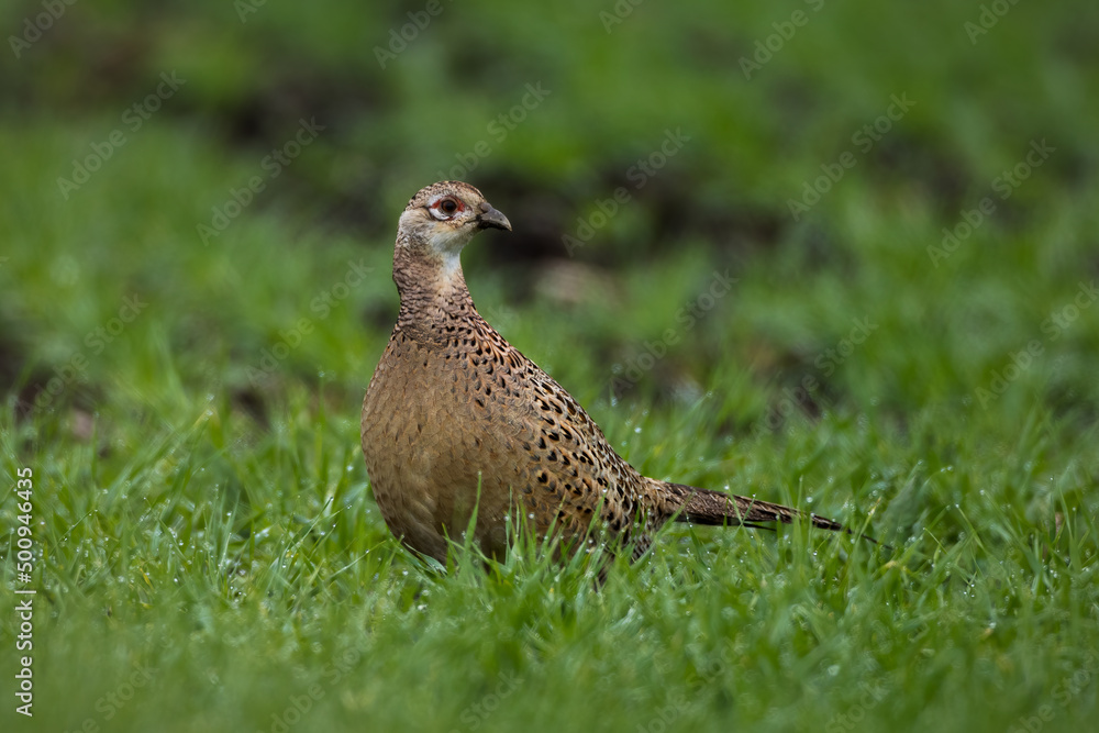 Pheasant female walking in the grass close up portrait Phasianus colchicus Pheasant female walking in the grass close up portrait Phasianus colchicus