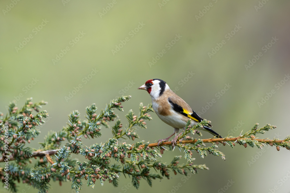European goldfinch bird carduelis carduelis close up perched European goldfinch bird carduelis carduelis close up perched
