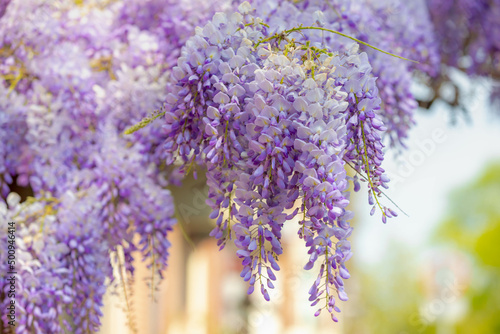 Selective focus of purple flowers Wisteria sinensis or Blue rain  Chinese wisteria is species of flowering plant in the pea family  Its twisting stems and masses of scented flowers in hanging racemes.