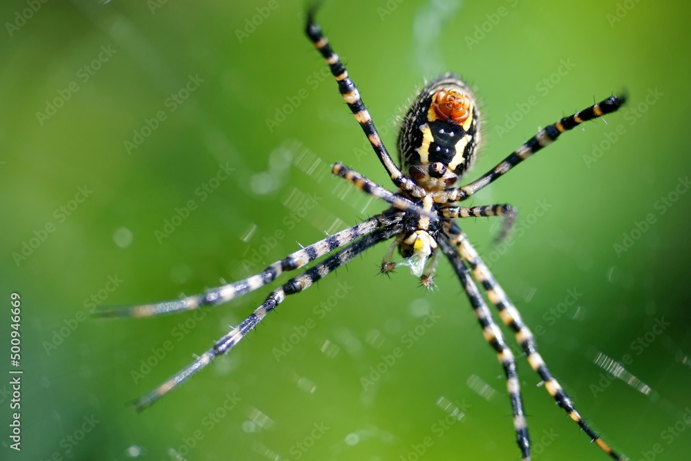 Orb weaver spider in a web in Cotacachi, Ecuador Orb weaver spider in a web in Cotacachi, Ecuador