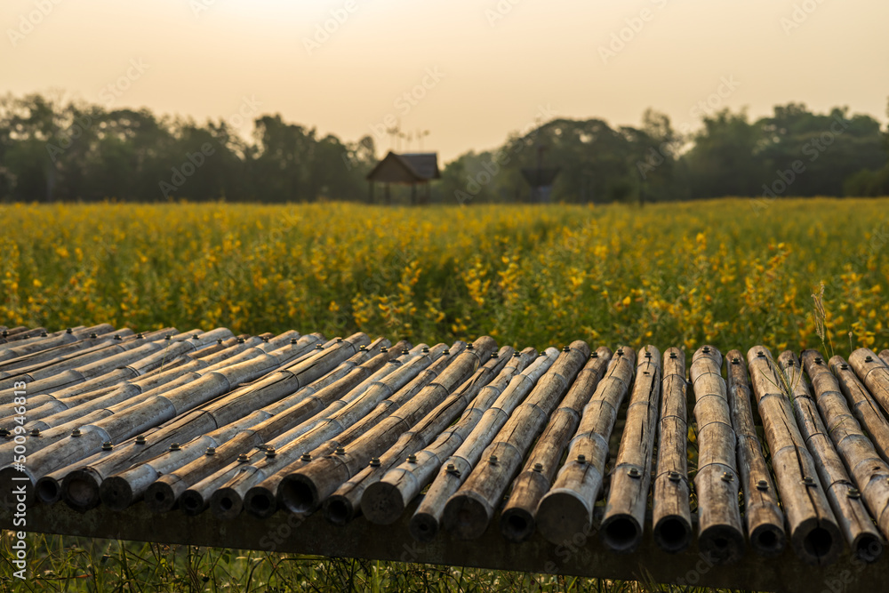 Fototapeta premium A close-up view of a bamboo bridge and a yellow Crotalaria juncea flower garden.