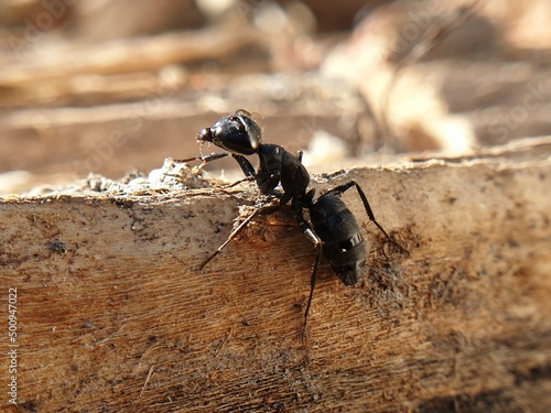 big black ant crawling on a tree, macroshoot insects photo