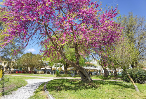 redbuds trees flowers in easter spring season in ioannina city, greece
