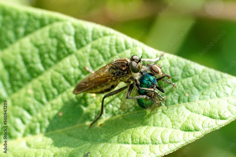 Close up of an assassin bug eating a blowfly in Cotacachi, Ecuador Close up of an assassin bug eating a blowfly in Cotacachi, Ecuador