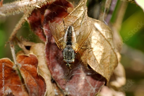 Close up of a fly on a brown leaf in Cotacachi, Ecuador © Angela