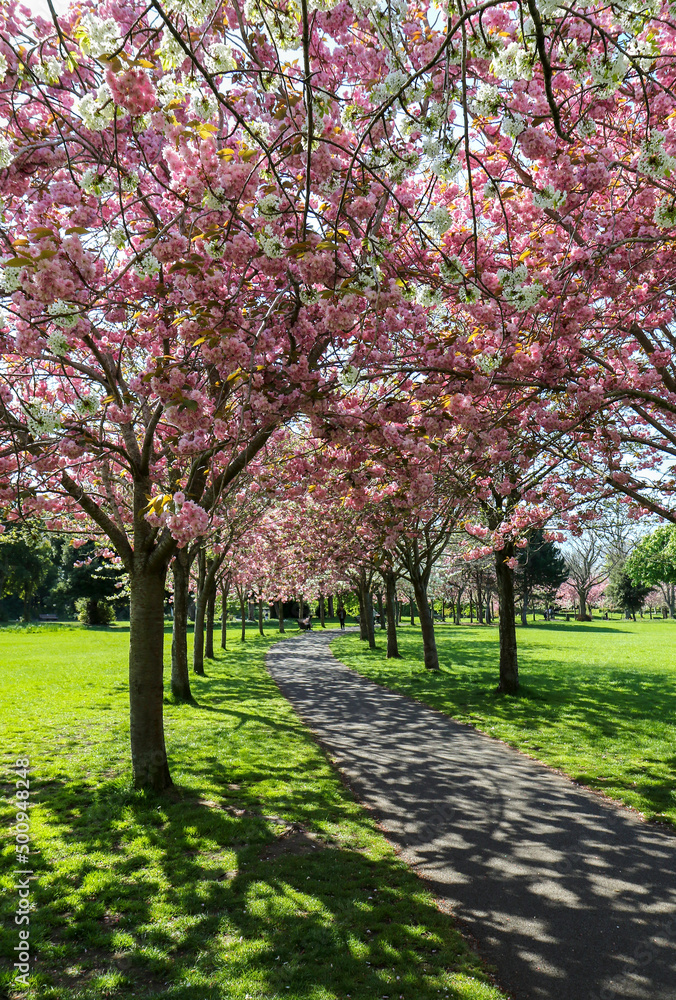 Naklejka premium Cherry blossom trees blooming in Spring in Herbert Park, Dublin, Ireland. Pretty pink and white blossoms flowers. Dappled sunlight on pathway and green grass. Unrecognizable person.