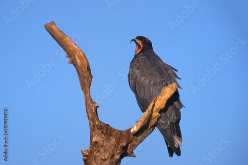 Snail Kite (Rostrhamus sociabilis) on a branch, Pantanal, Brazil photo