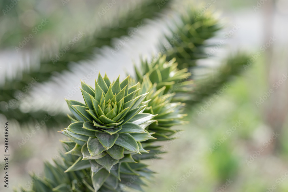 branches of the araucaria tree against the sky branches of the araucaria tree against the sky