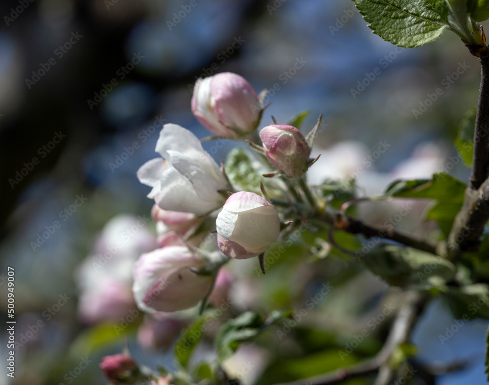 Spring. Appletree blossom. Netherlands. Flowering. Blossoming. Spring. Appletree blossom. Netherlands. Flowering. Blossoming.