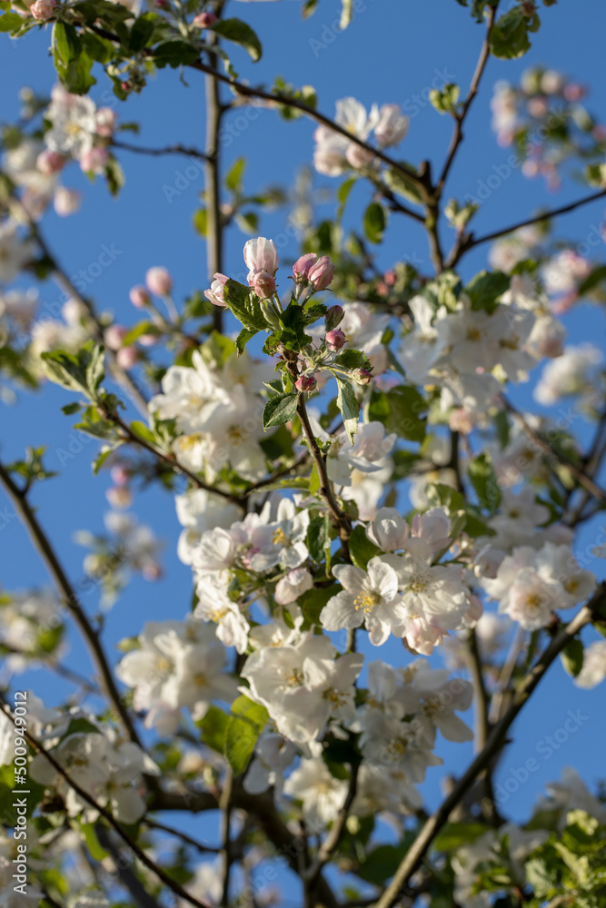 Apple tree blossom. Spring. Flowering. Netherlands Apple tree blossom. Spring. Flowering. Netherlands