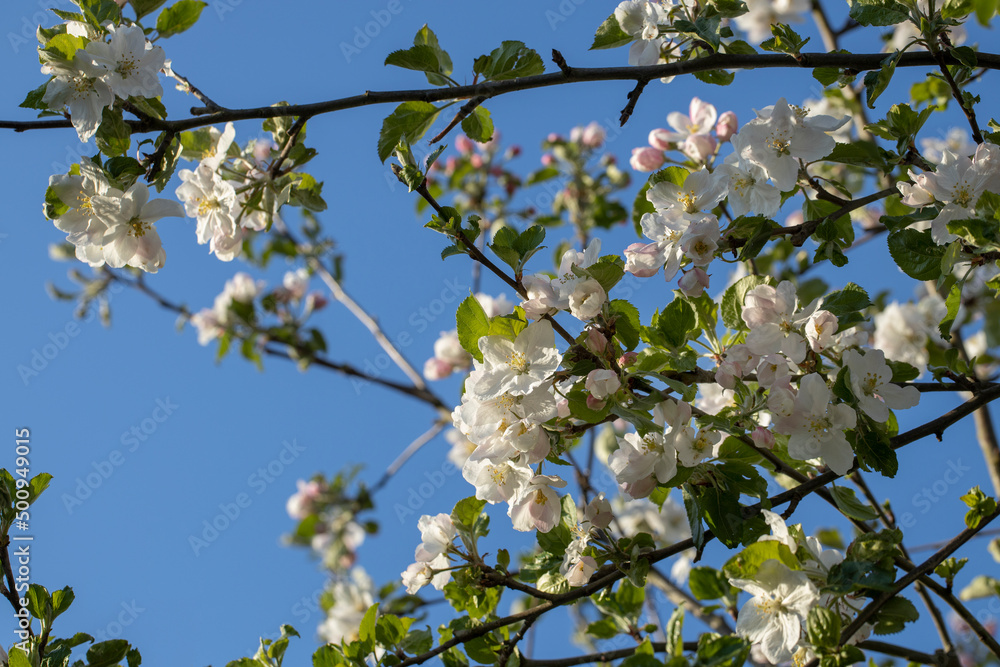 Apple tree blossom. Spring. Flowering. Netherlands