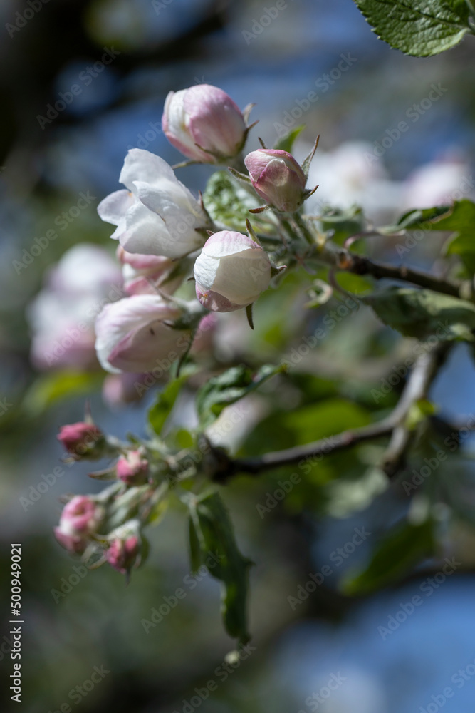 Spring. Appletree blossom. Netherlands. Flowering. Blossoming.